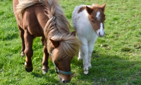 I pony di Sophie